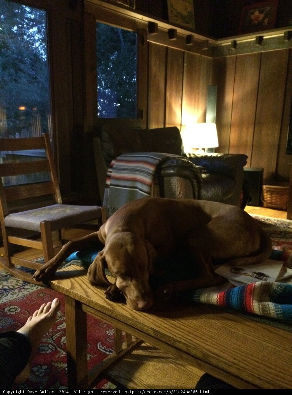 Sleeping Hound on a Wooden Table