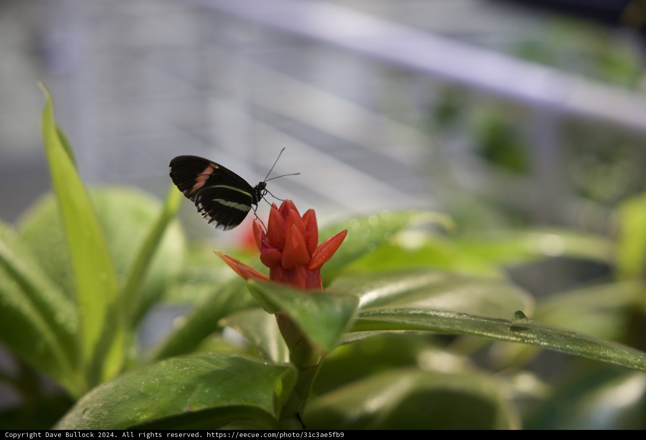 Radiant Encounter: Butterfly Rests on a Vibrant Plant