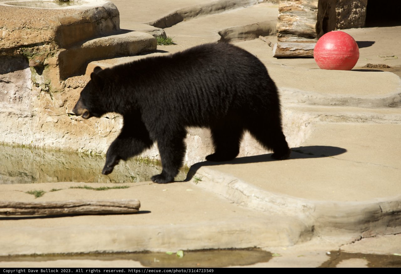 Meandering Mammal at the SF Zoo