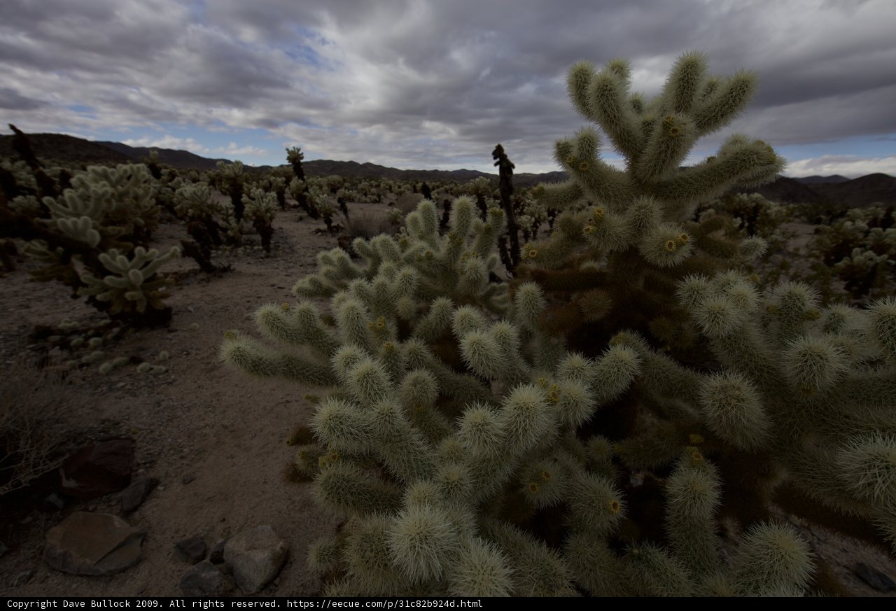 Cacti in the Wilderness