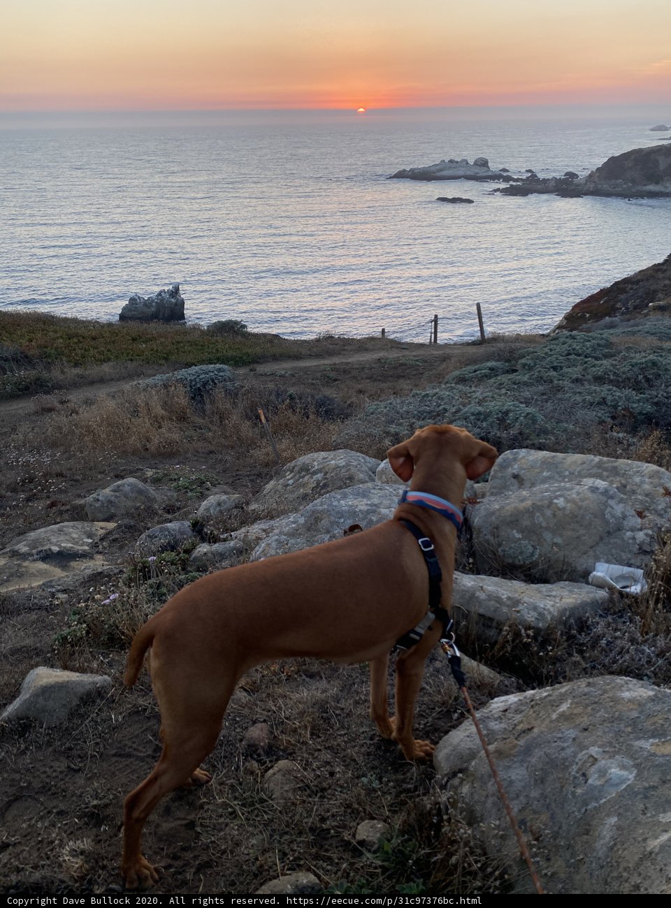 Overlooking the Ocean
