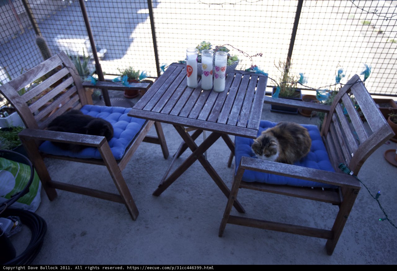 Feline Comfort