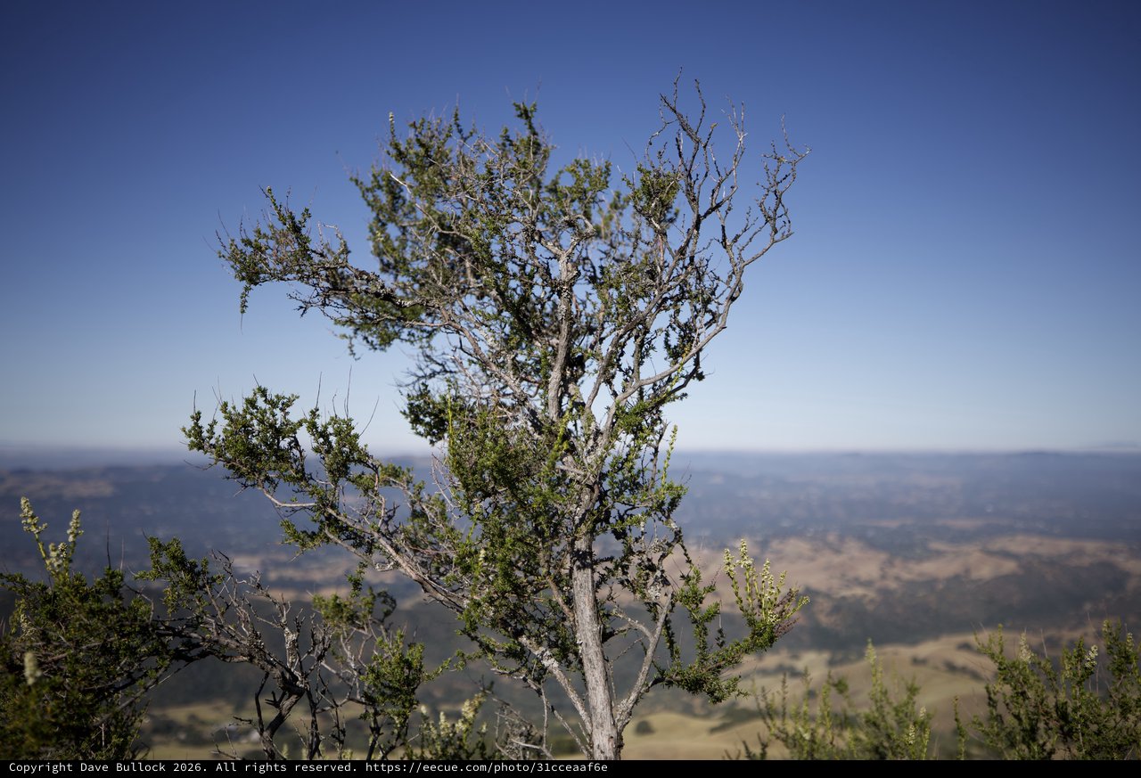 Weathered Tree Crown Against California Mountain Sky