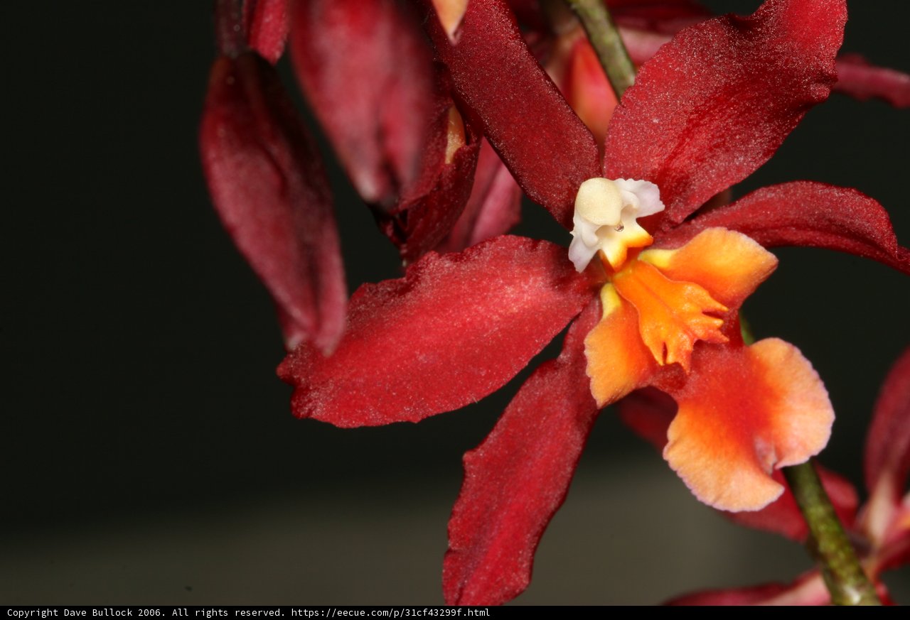 Fiery Beauty