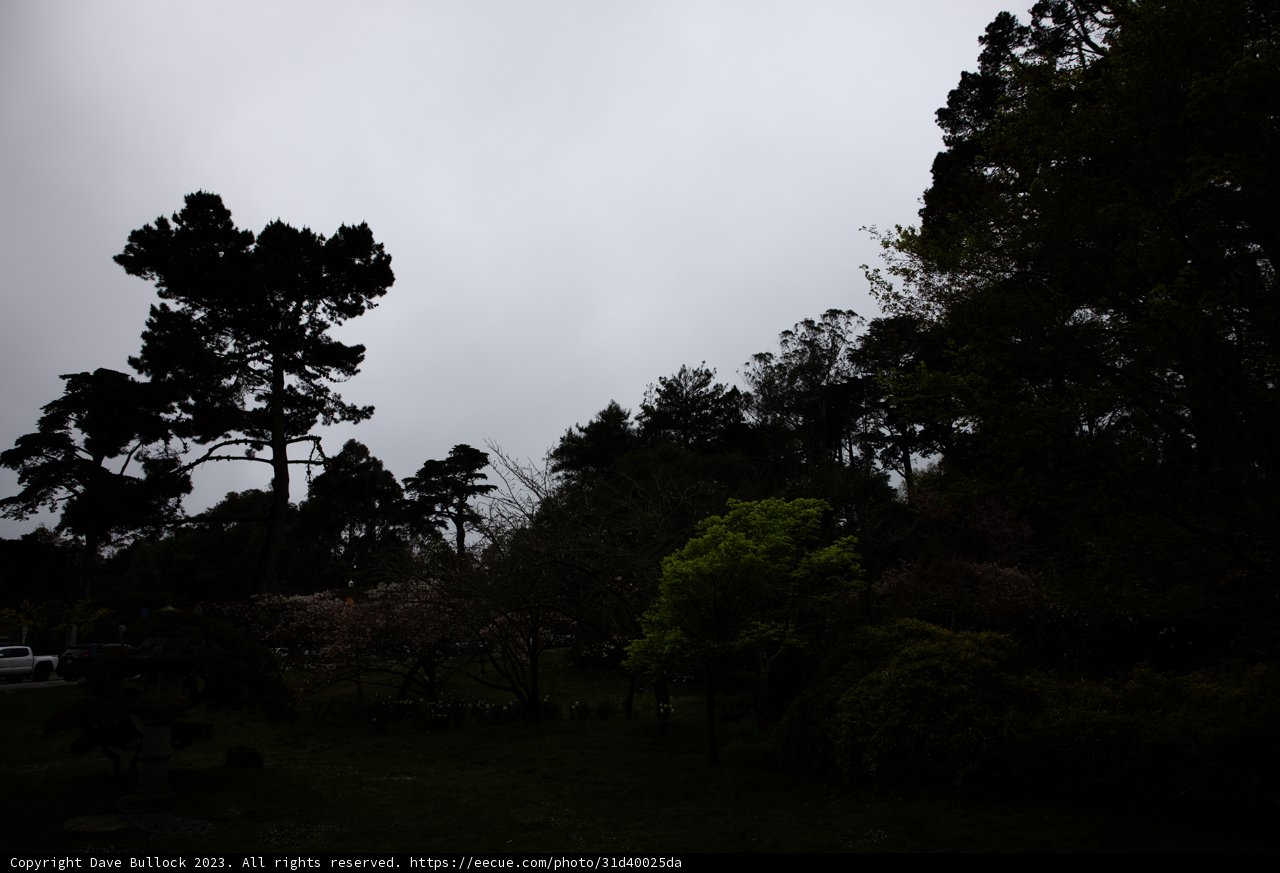 Serenity at the Japanese Tea Garden