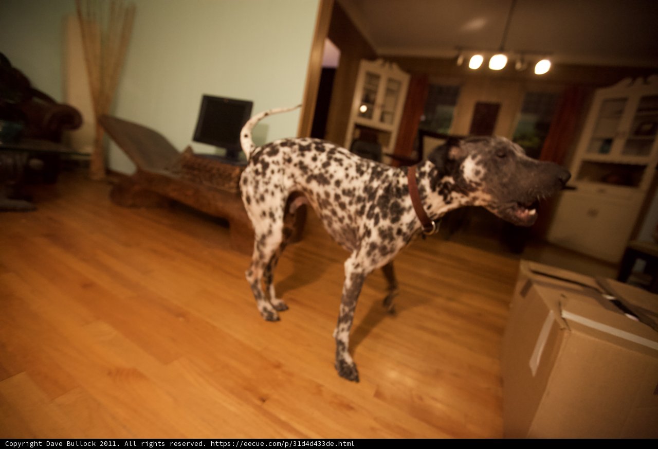 Lewis the Dalmatian on a Hardwood Floor
