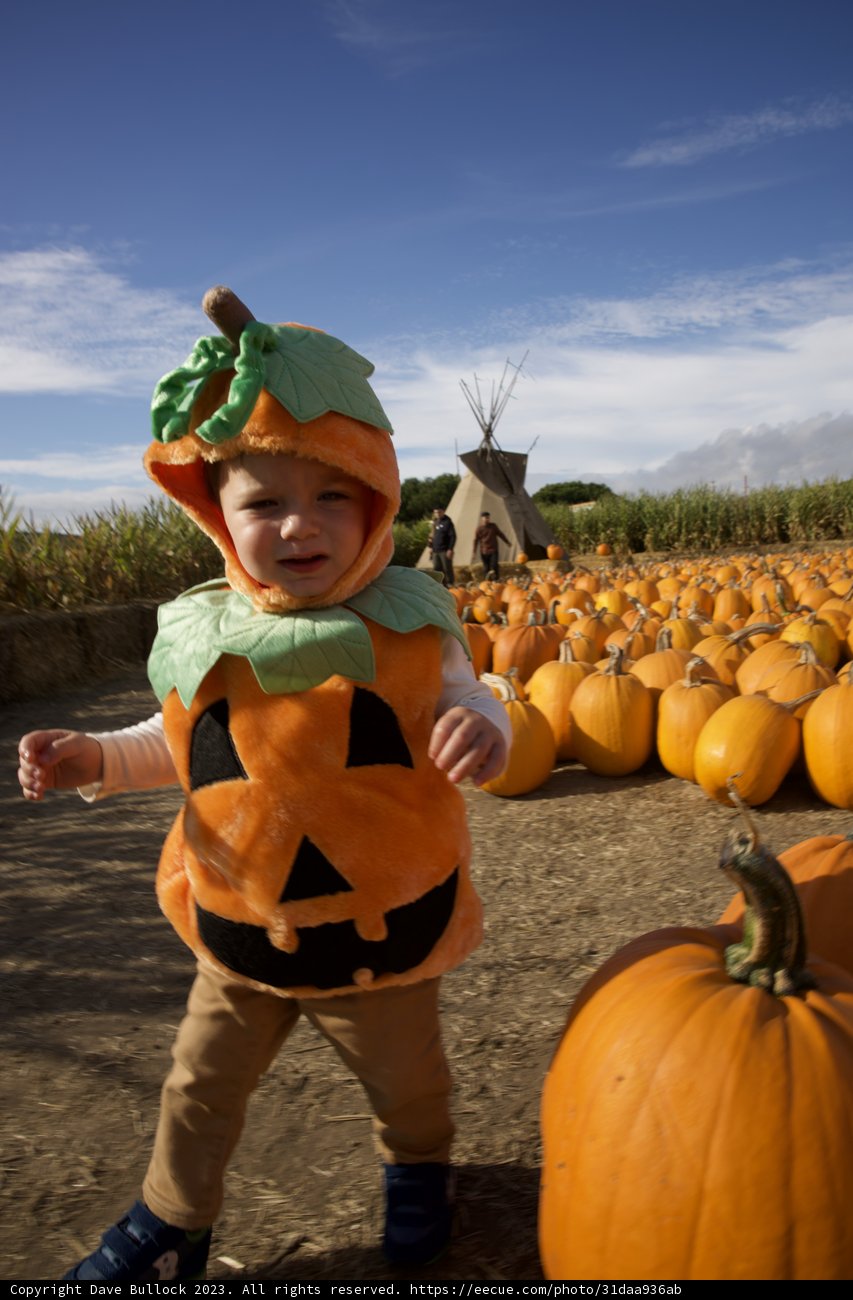 A Pumpkin of Our Own at Halfmoon Bay