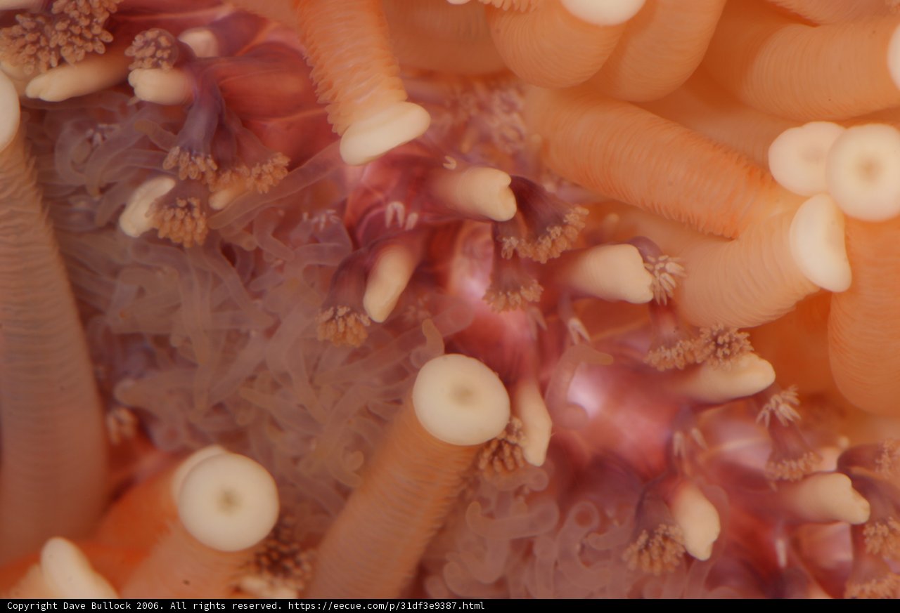 The Delicate Balance of Sea Life