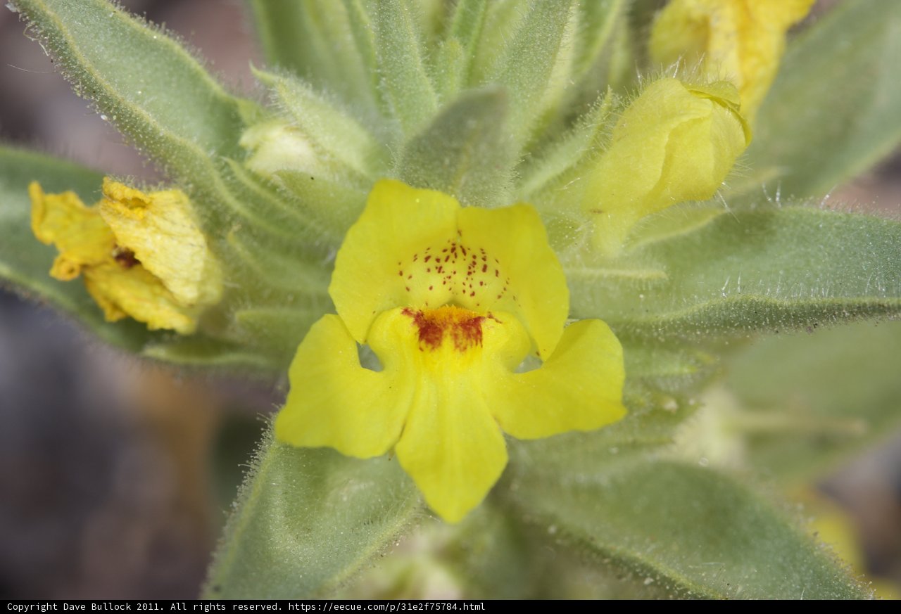 Spotted Yellow Geranium