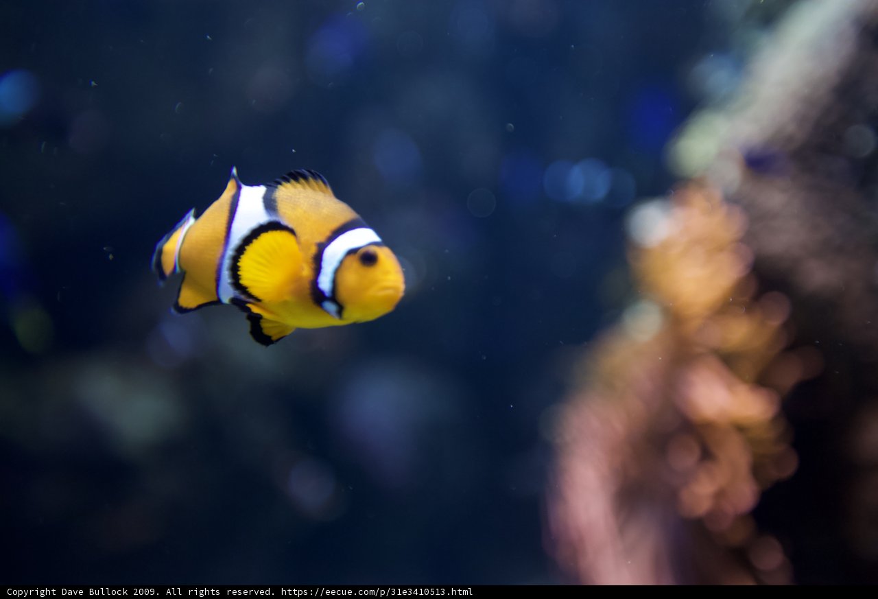 The Colorful World of Aquariums
