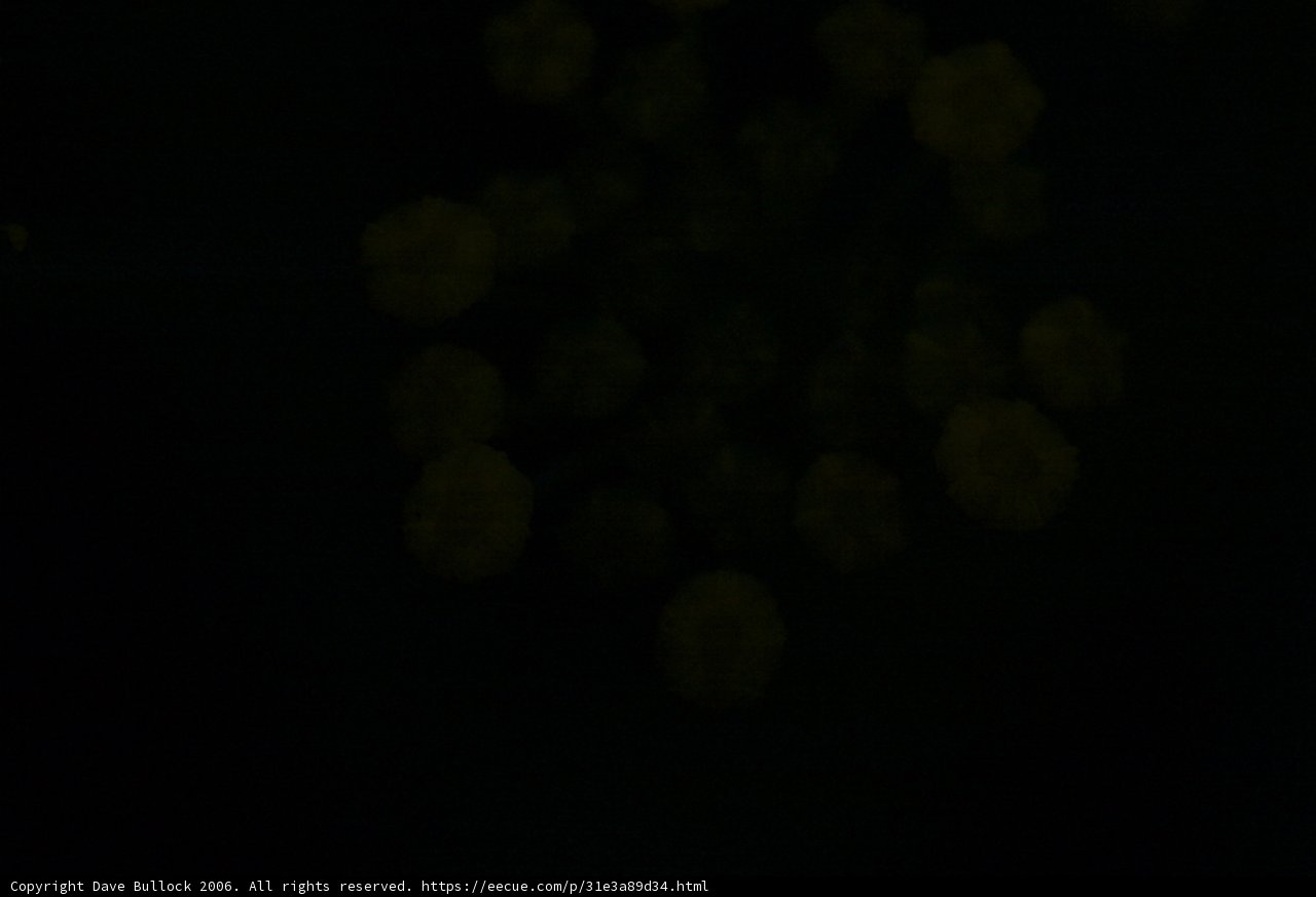 Midnight Blooms