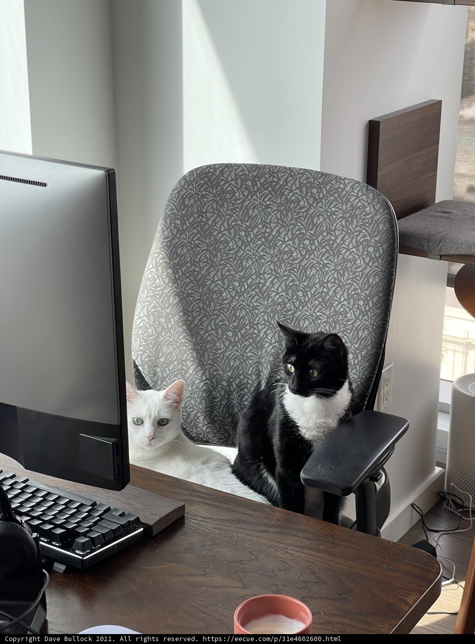 Tech-Savvy Feline