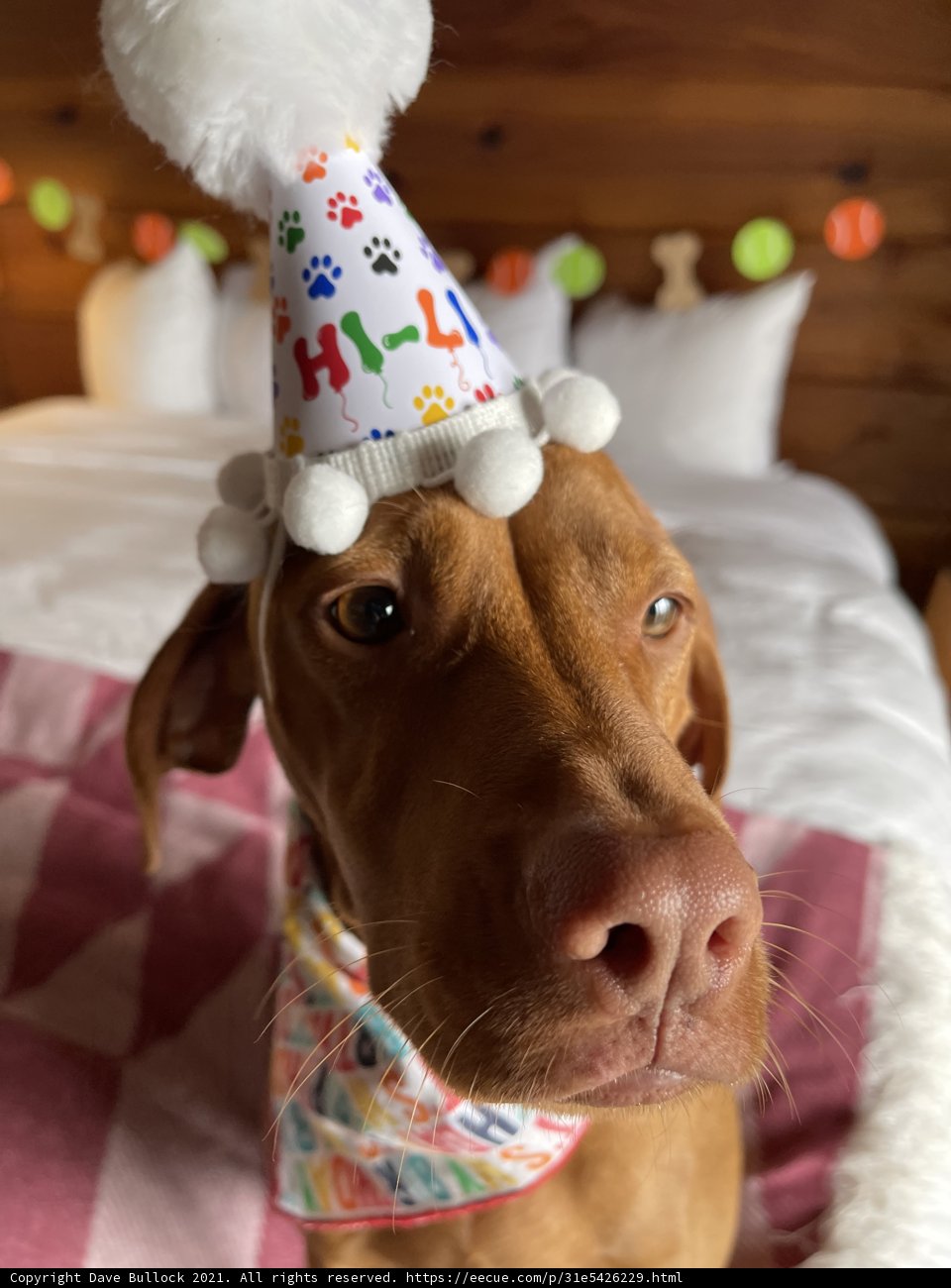 Party Pooch