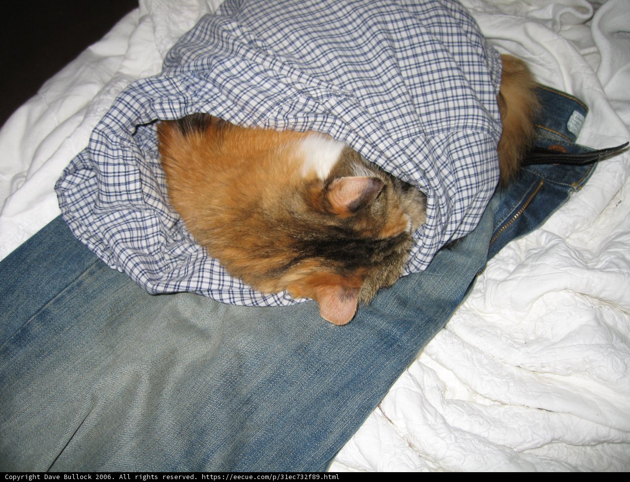 Cozy Cat in a Shirt