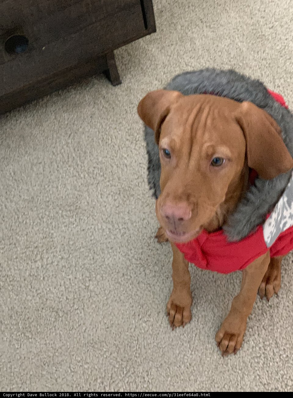 Red Jacket Pupper