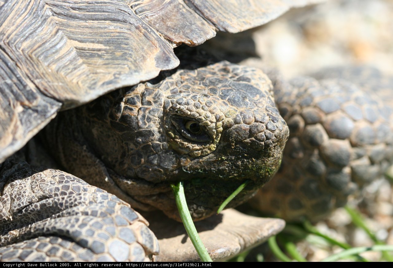 Grass-Fed Tortoise