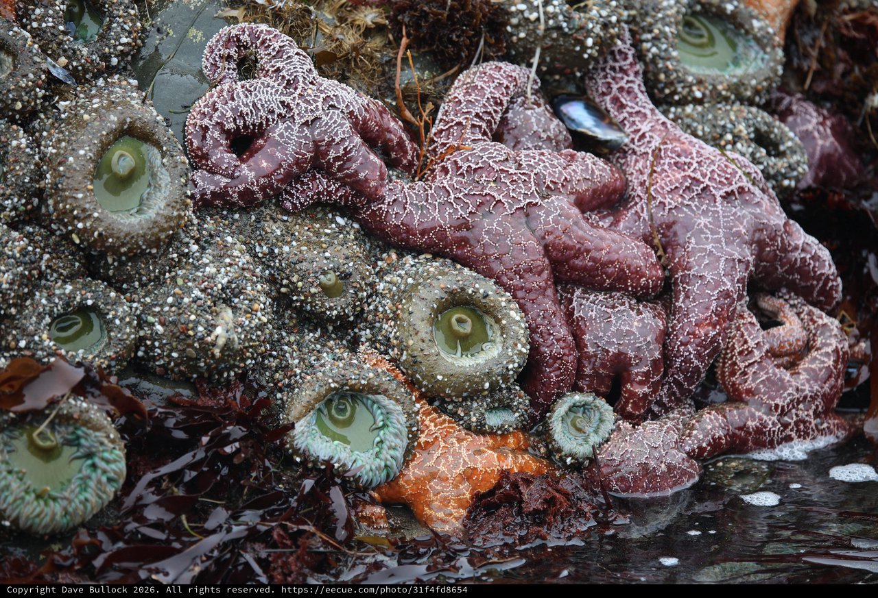 Ochre Sea Stars and Anemones in Pacific Tide Pool