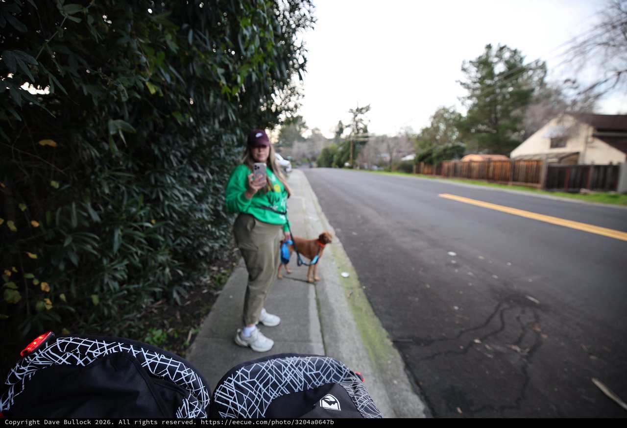 Sunday Morning Dog Walk in Suburban Neighborhood