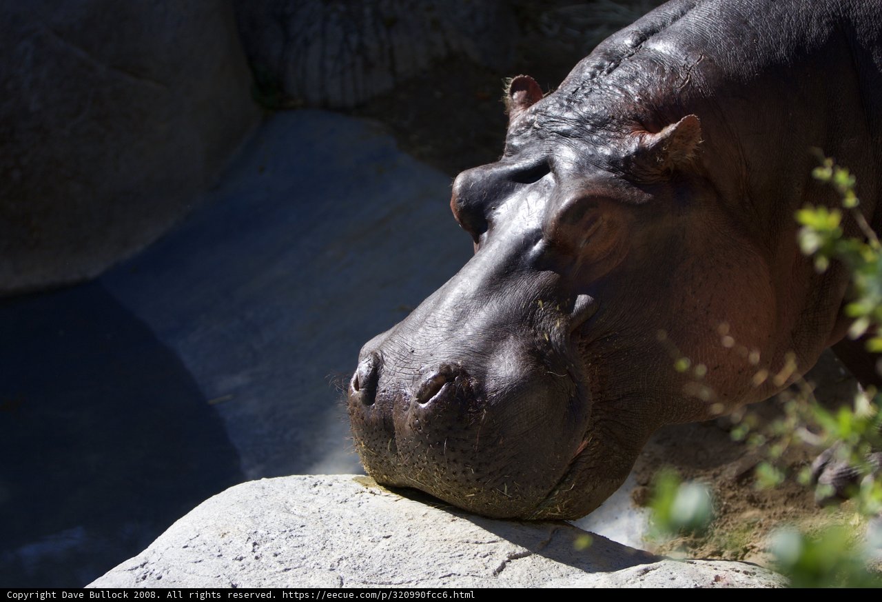 Hip Hop with Hippo