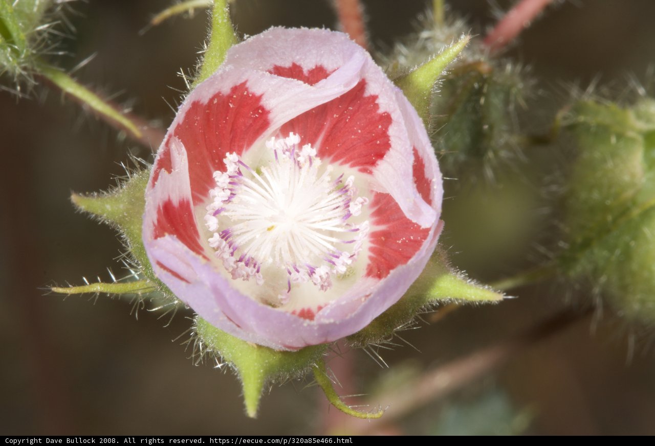 Desert Flower Delight