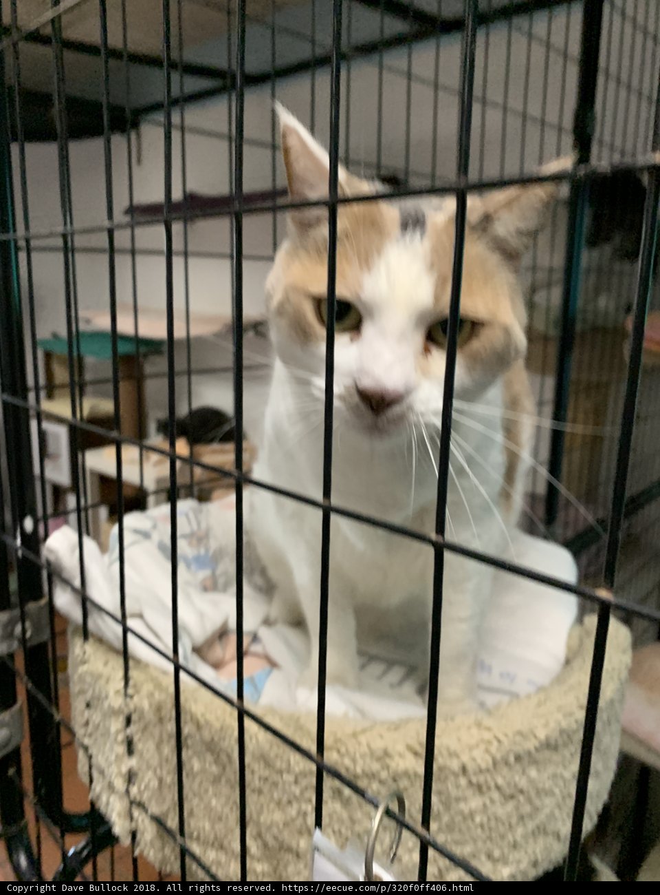 Caged Cat at Pet Store