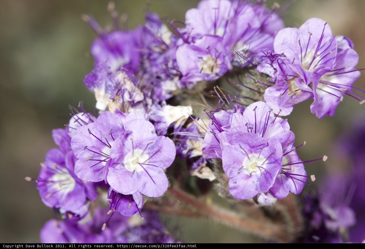 Purple Geraniums with White Centers