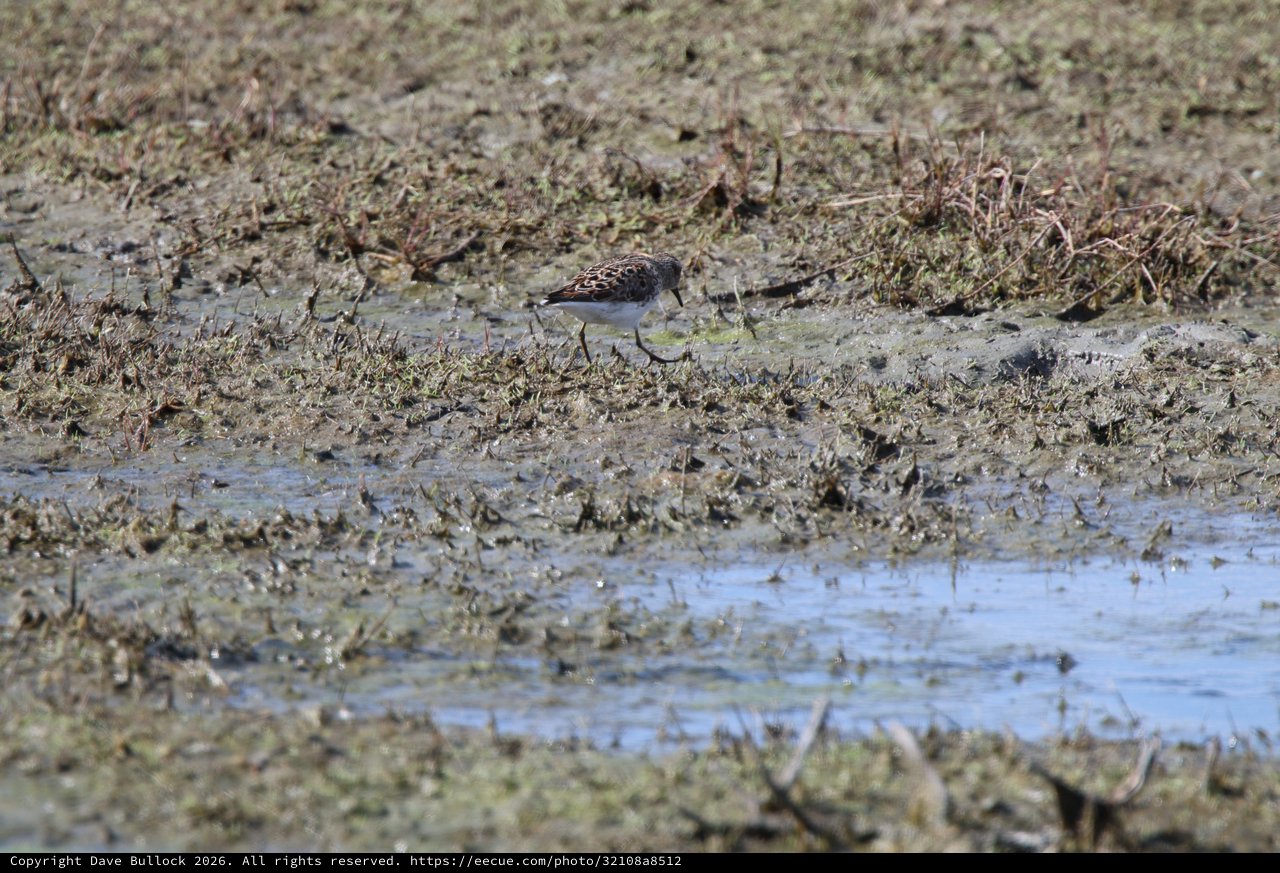 Least Sandpiper Foraging in Mudflat Shallows