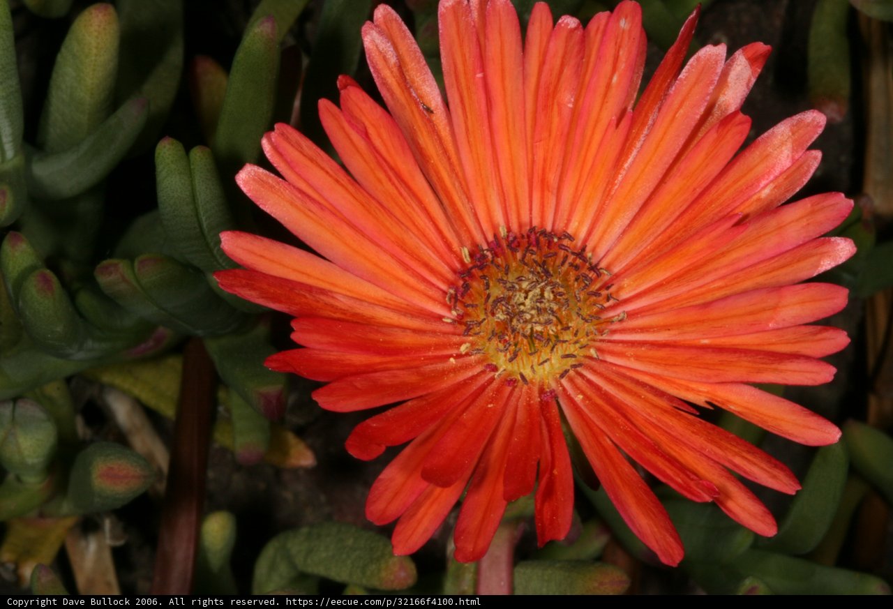 Radiant Daisy