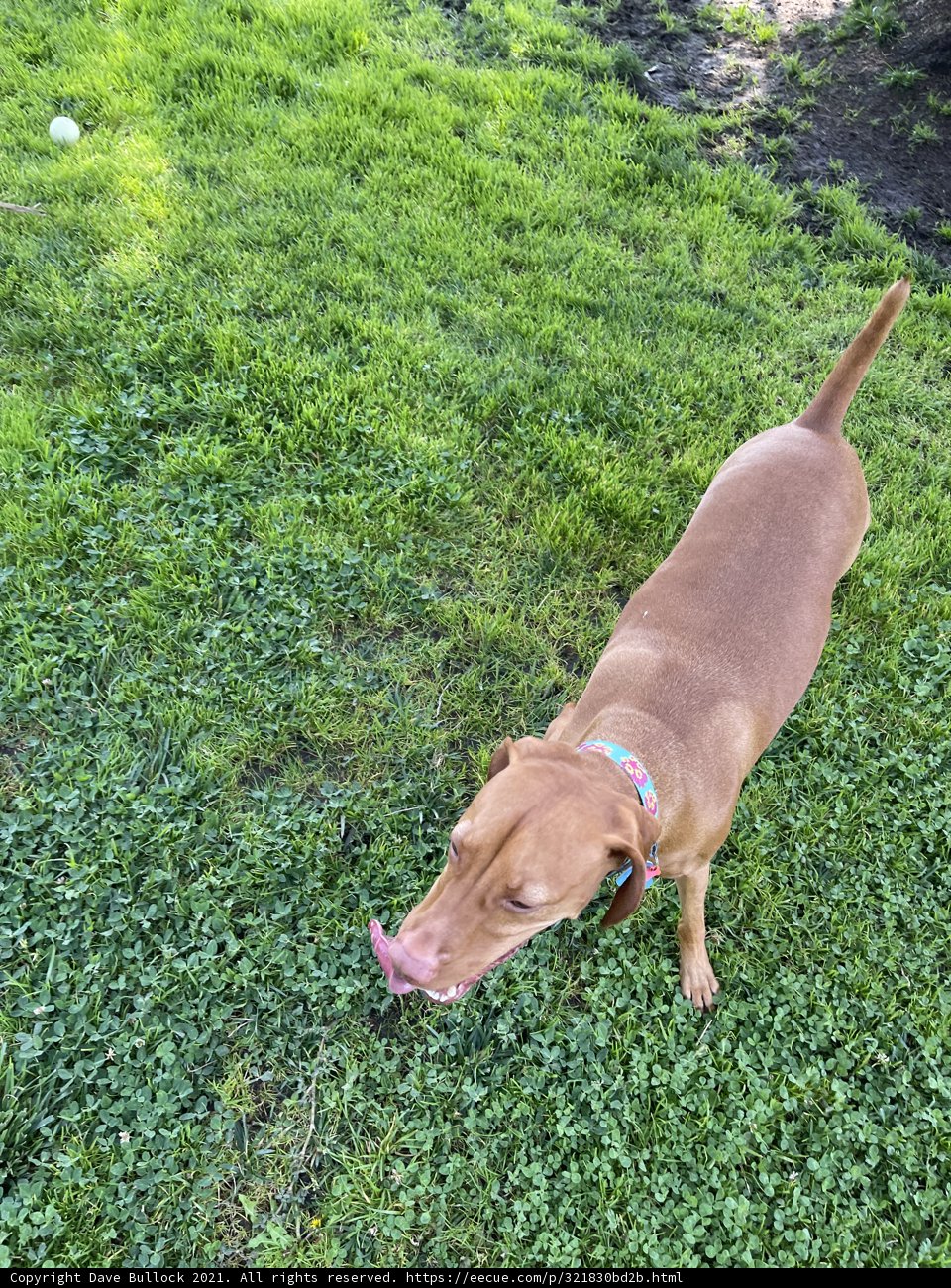 Open-mouthed Vizsla enjoying the grass