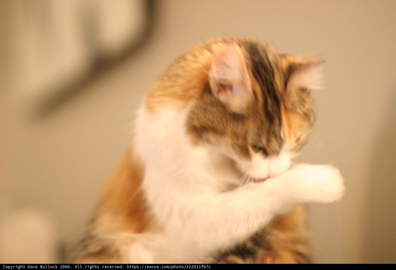 Feline Tabletop Throne
