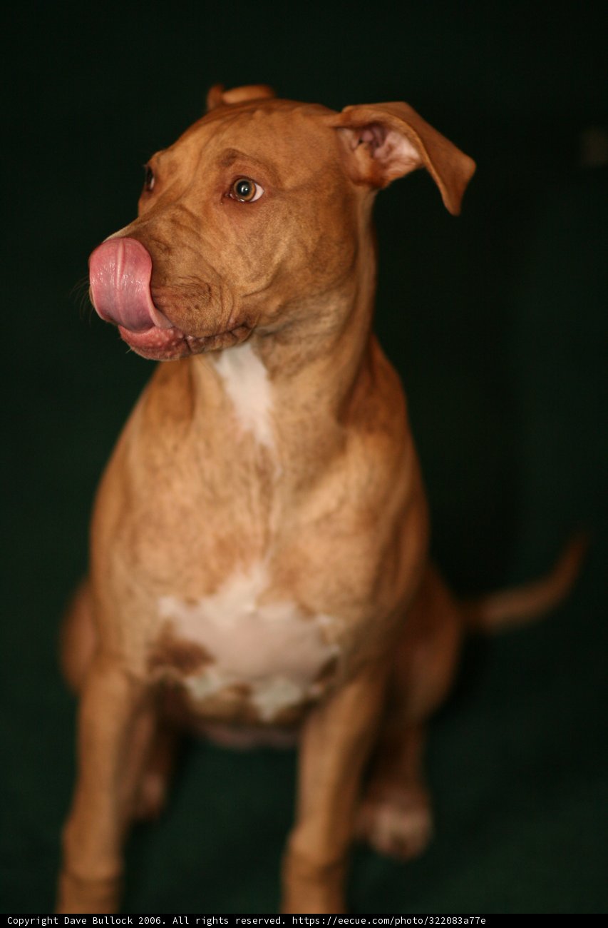 Tongue Out Pup