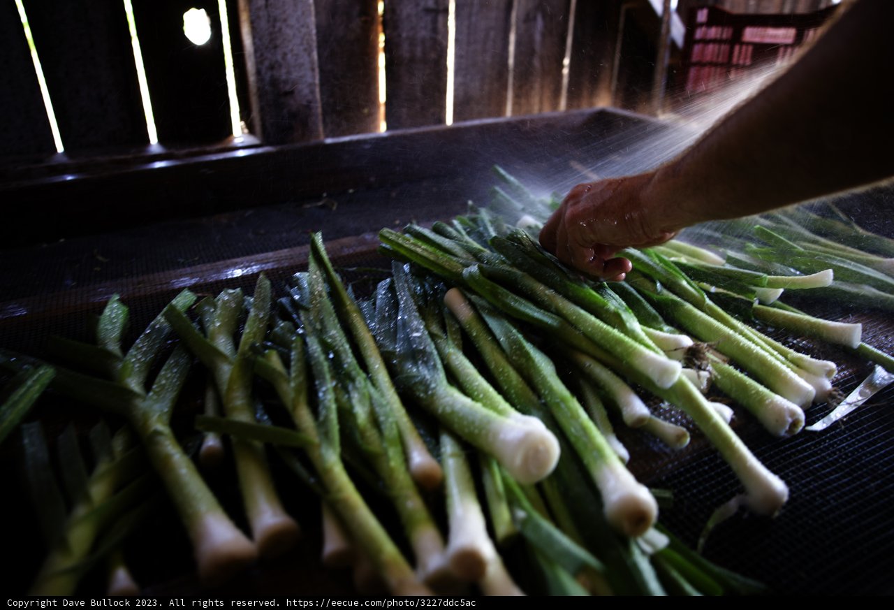 Freshly Harvested Green Onions