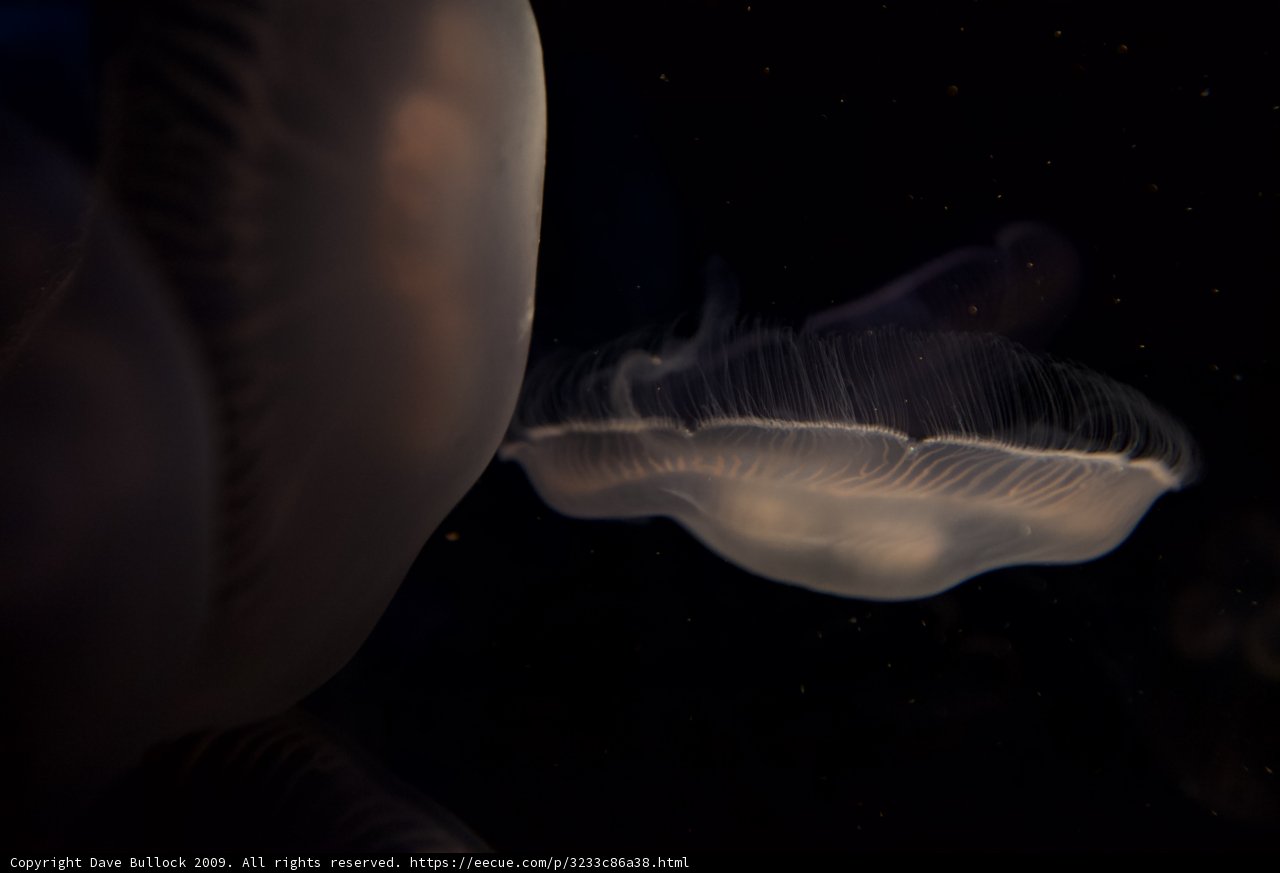 A Glowing Jellyfish in the Dark Water