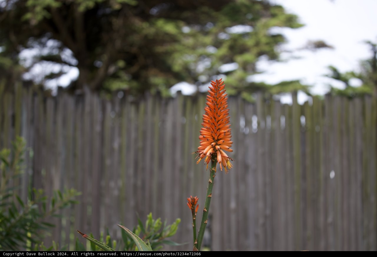 The Majestic Orange Lupin