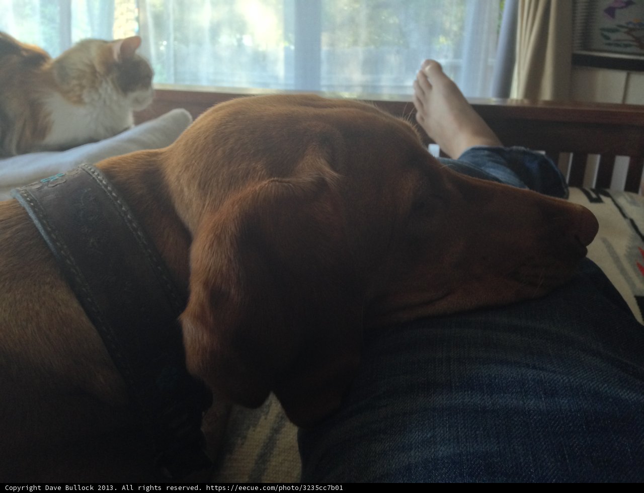 Companions on the Couch