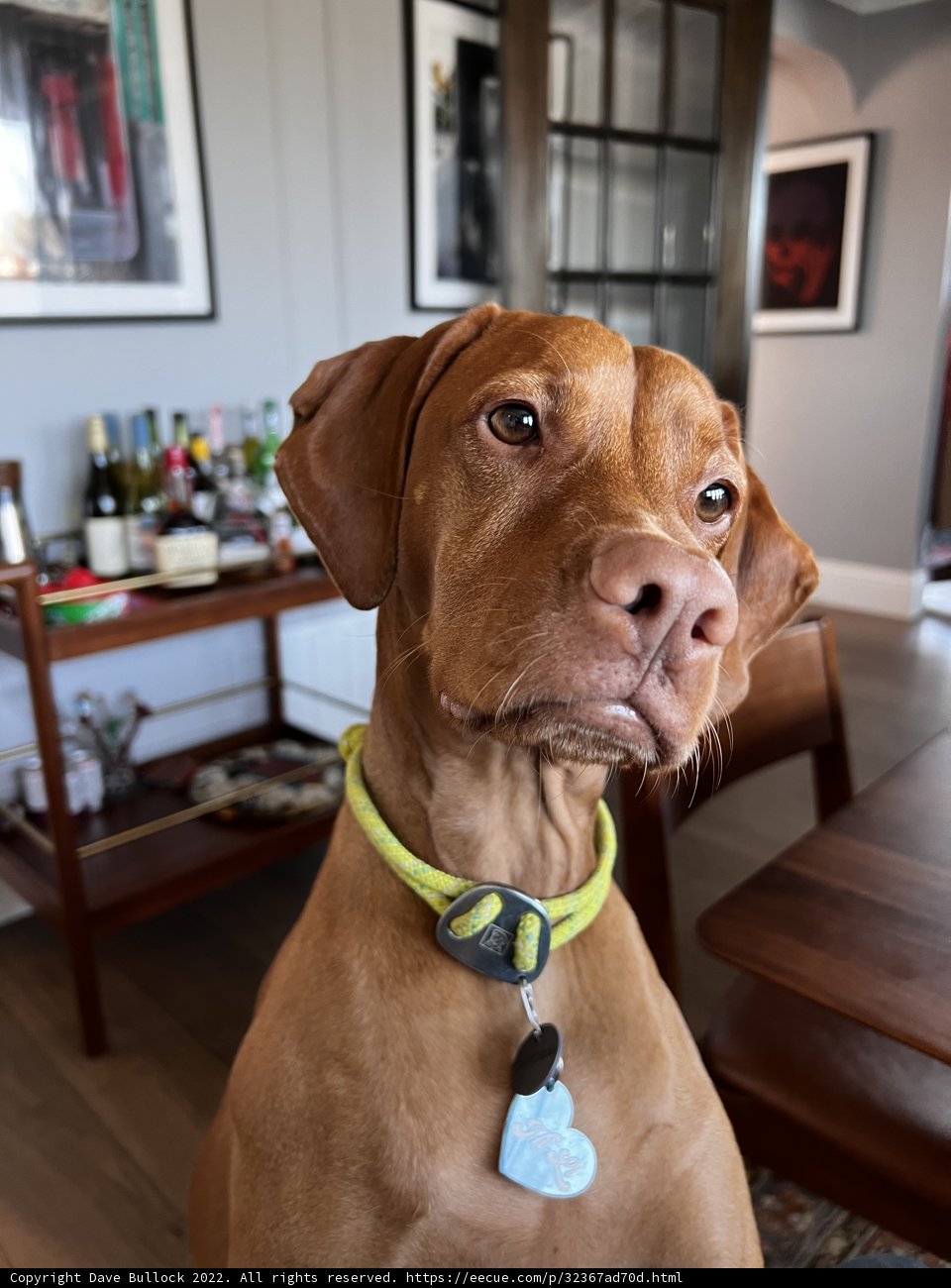 The Stylish Vizsla