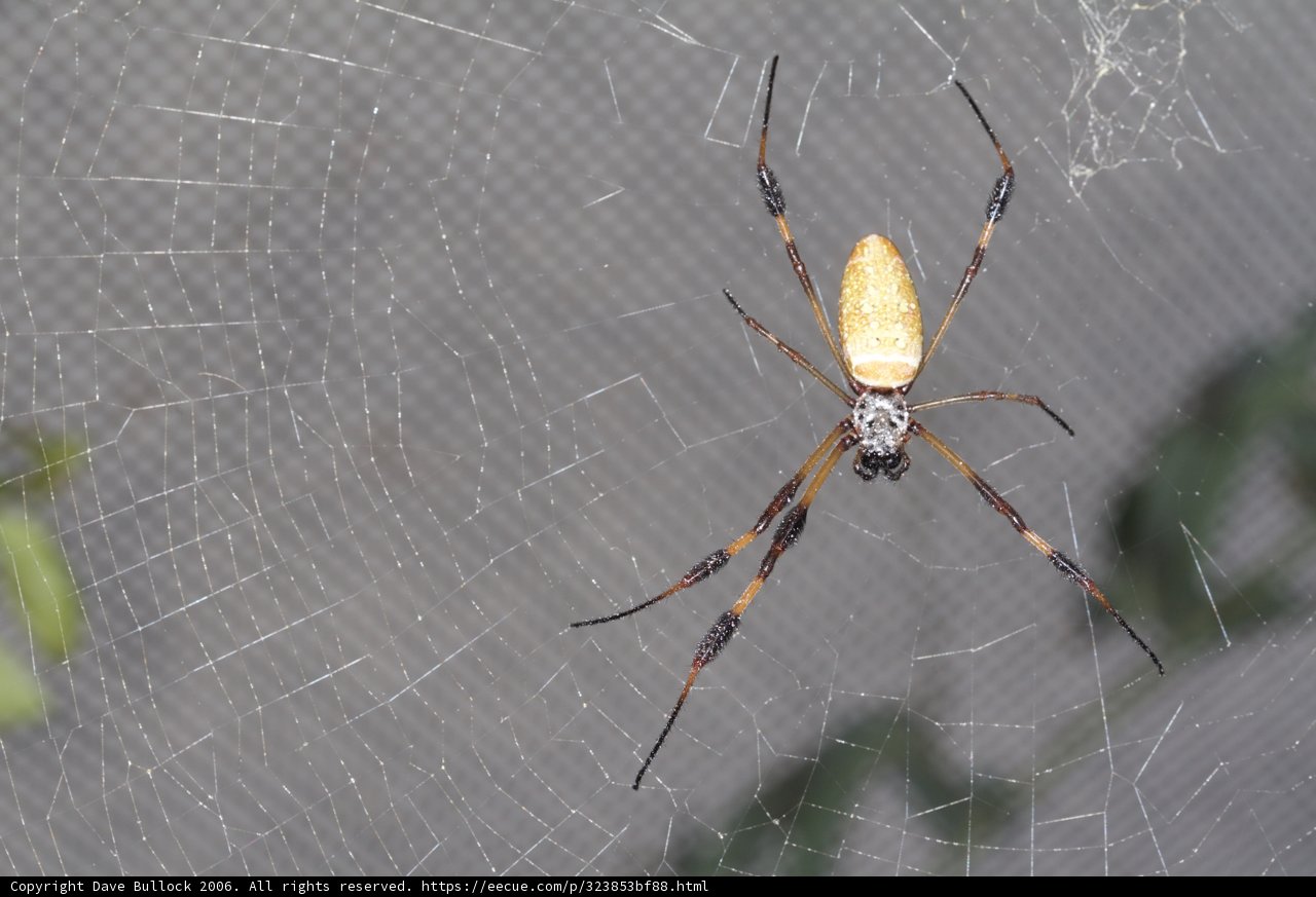 Argiope Spider in Garden