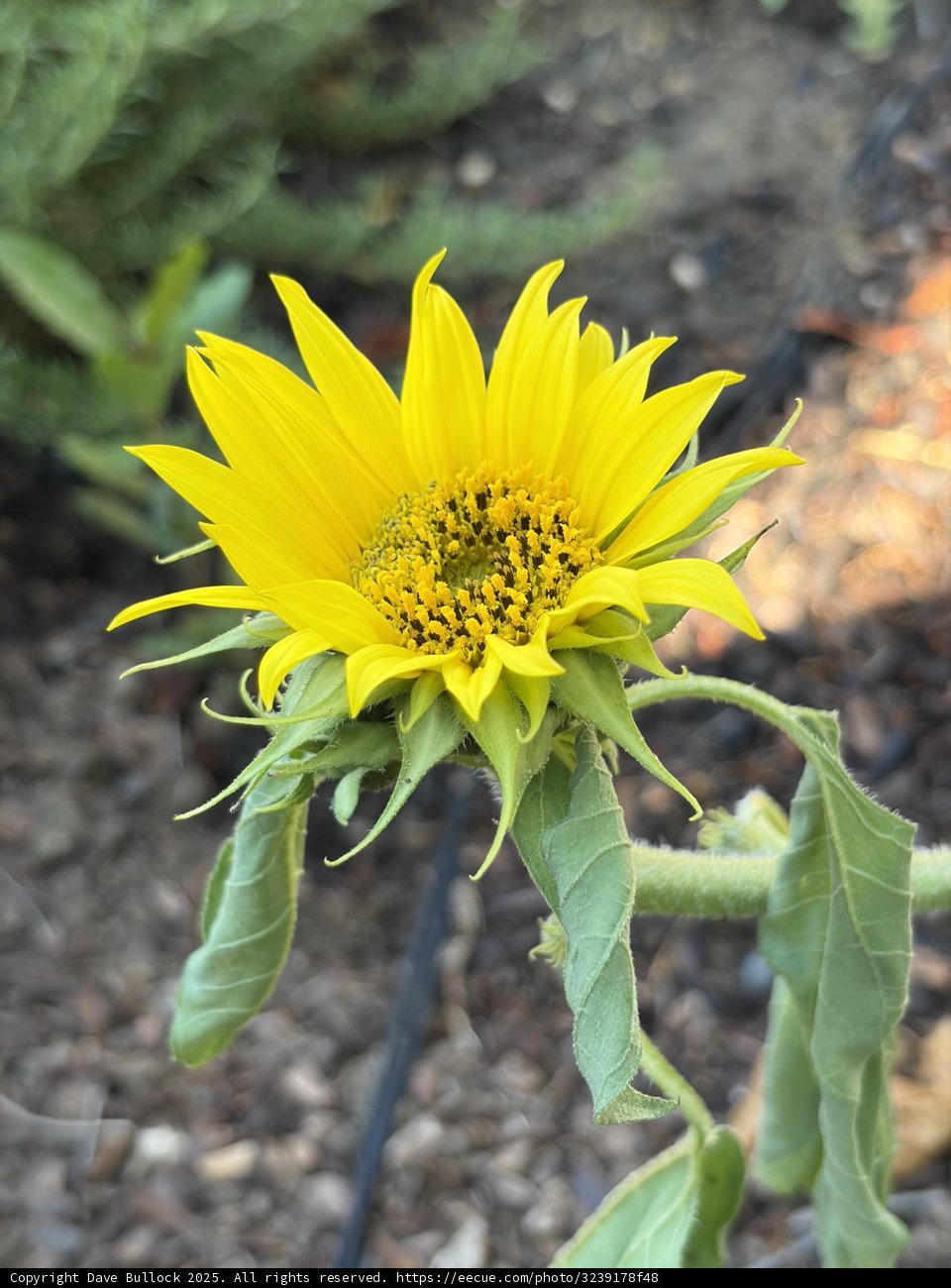 Radiant Beauty in Bloom