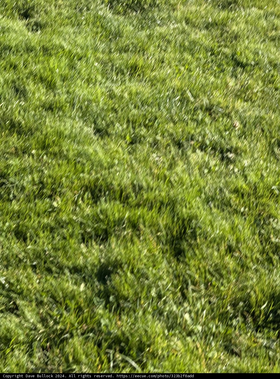 Verdant Waves