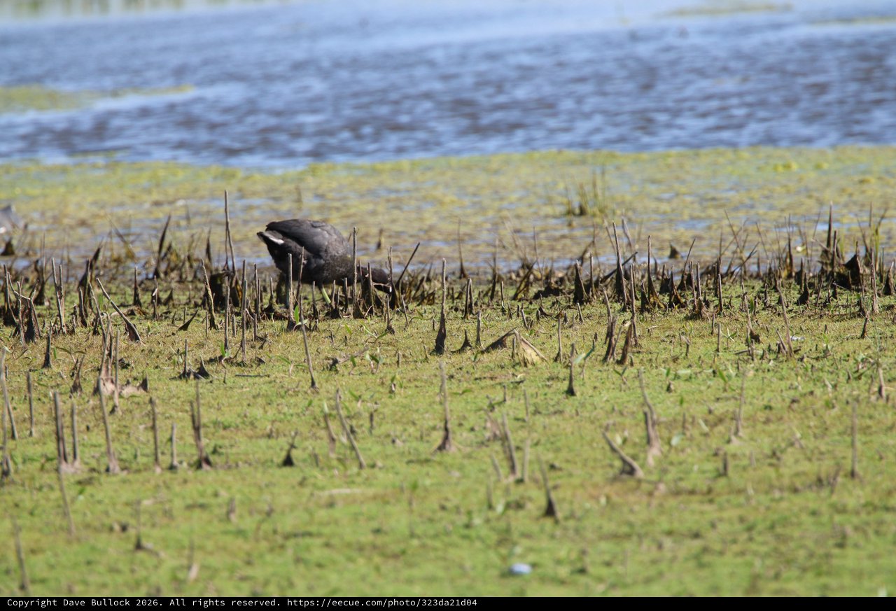American Coot Foraging in Wetland Habitat
