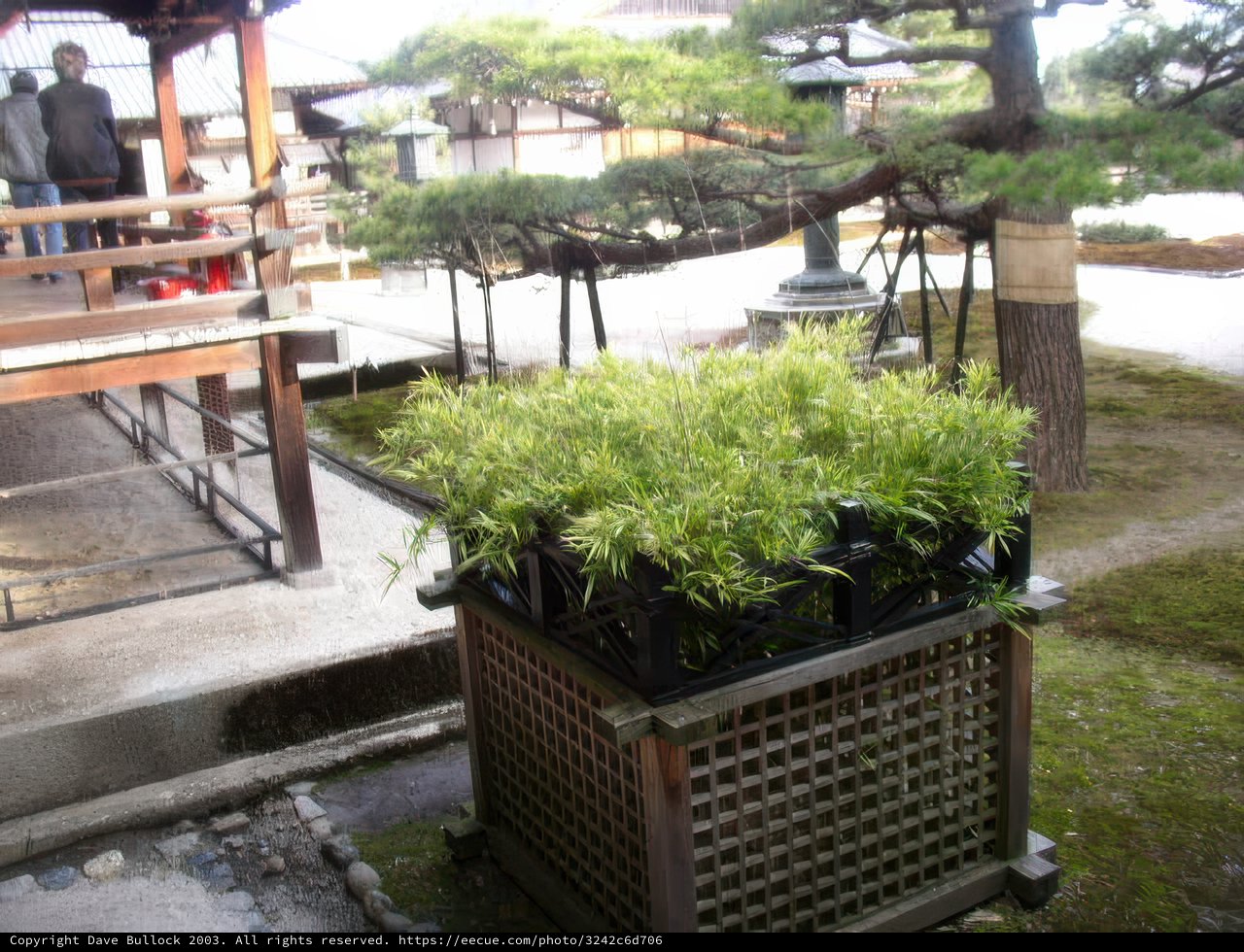 Bonsai Plant in a Wooden Planter