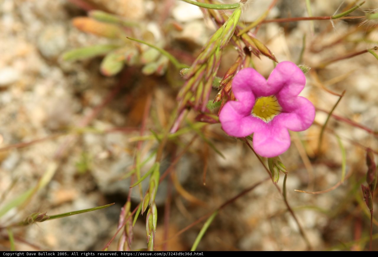 Blooming Beauty
