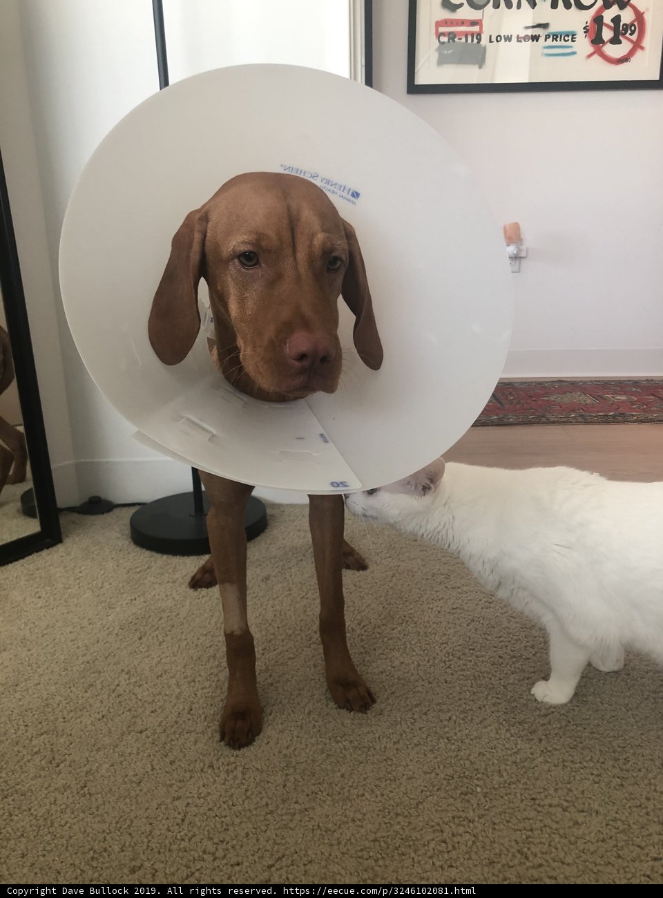 Cone of Shame