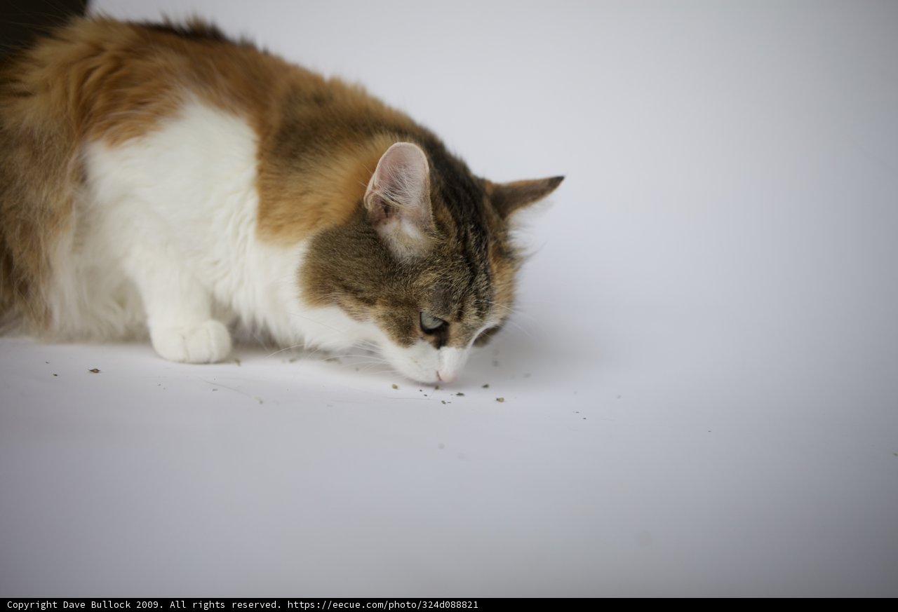 Curious Cat