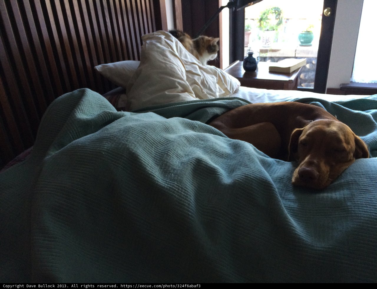 Furry Friends Take Over the Bed