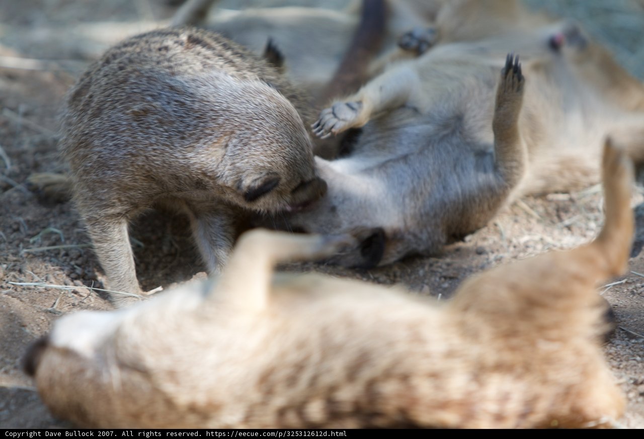 Playtime in the Wild