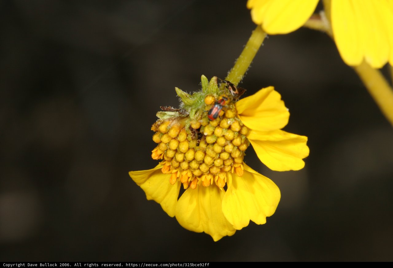 Buzzing with Pollen