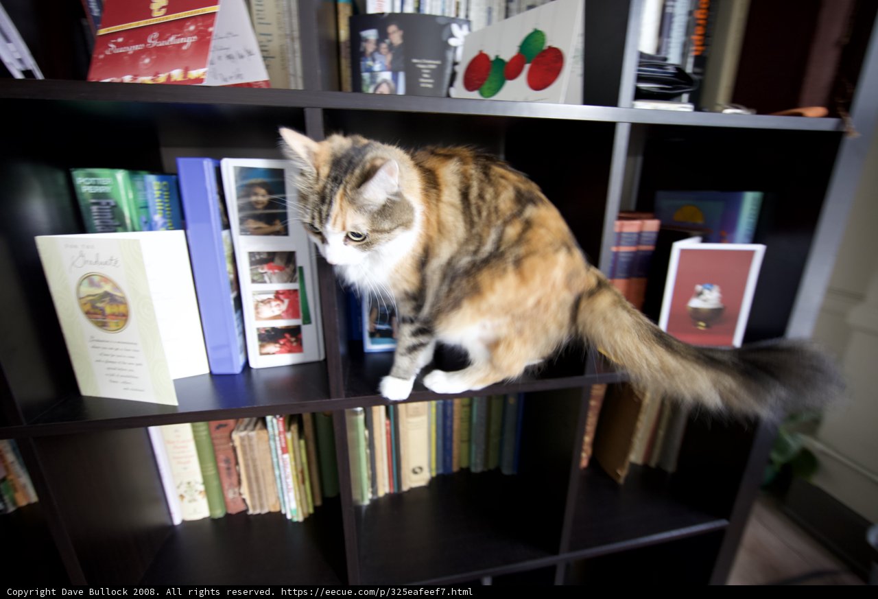 Feline Festivities on Furniture