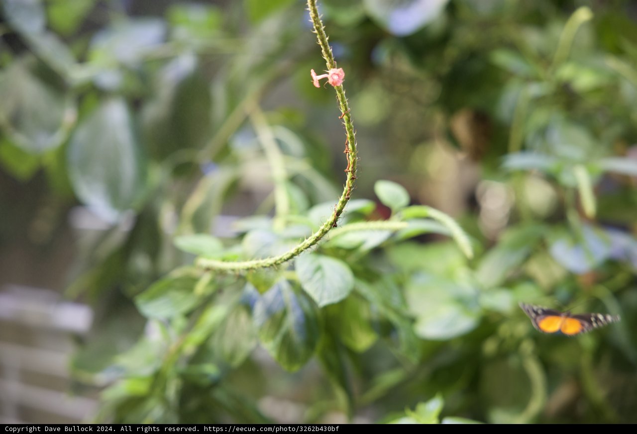 Vibrant Encounter: Monarch Butterfly and Exotic Flora