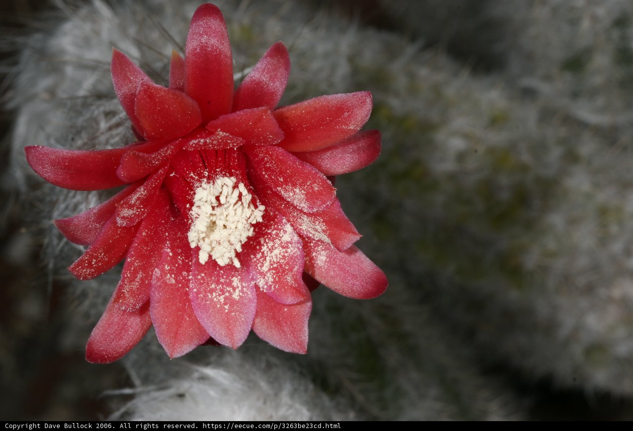 Red Flower Blossoming on Cactus Plant